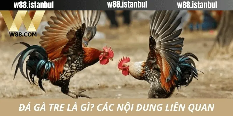 Đá Gà Tre w88: Nơi Những Trận Cầu Đỉnh Cao Đầy Máu Lửa Diễn Ra