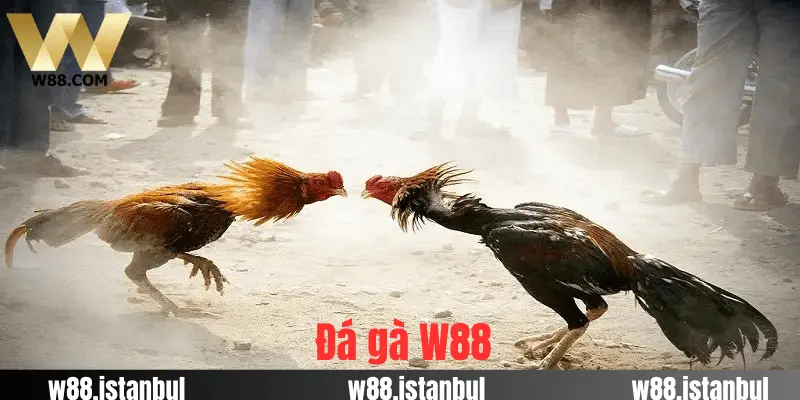 Đá Gà W88