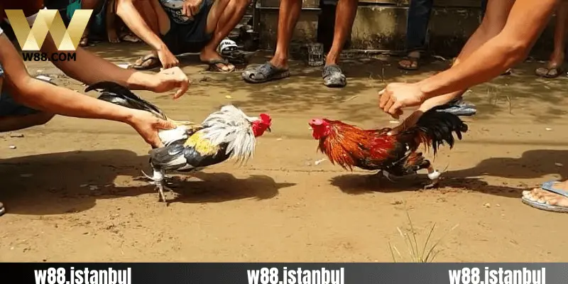 Đá Gà W88